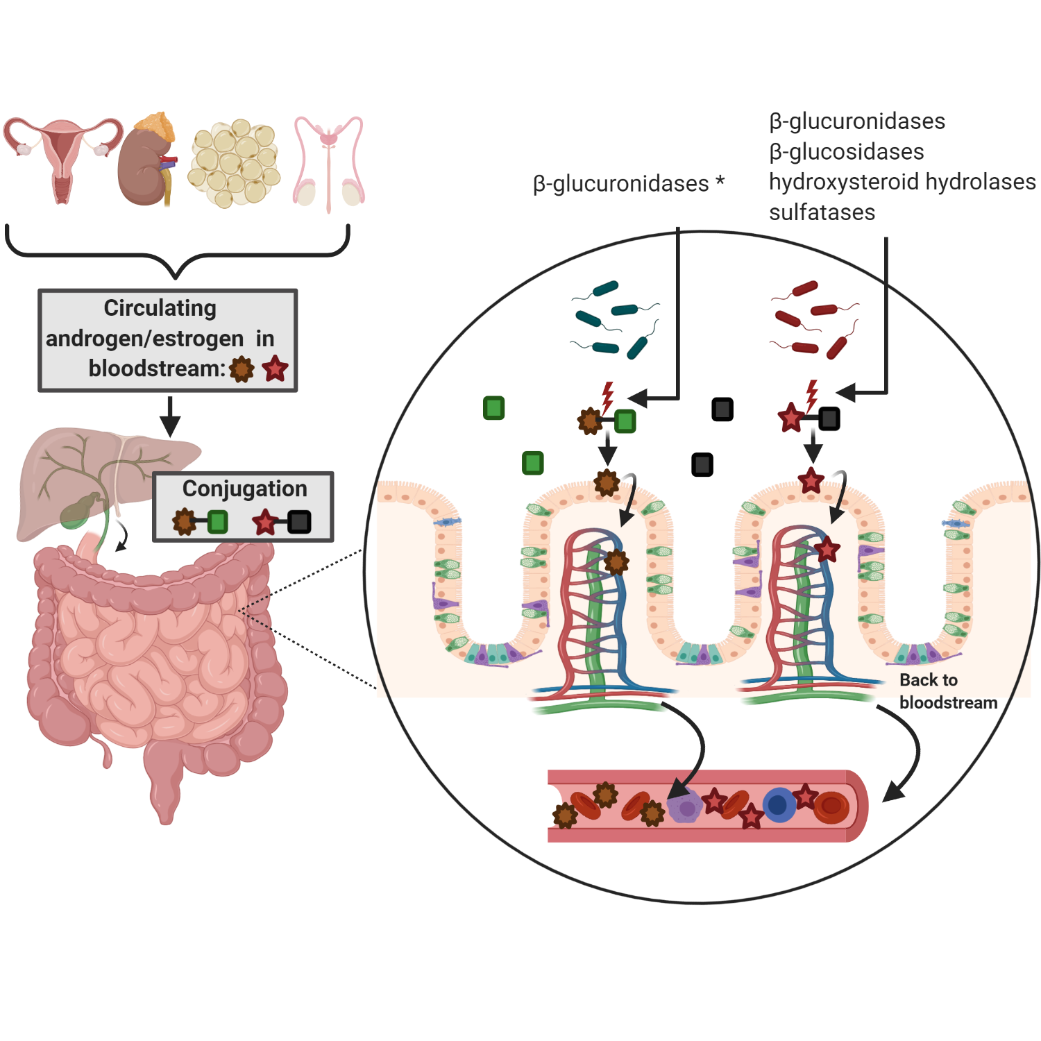 Fernanda Pace’s review on sex steroids, the intestinal innate immune ...